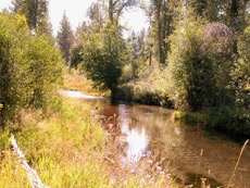 Spring-Creek