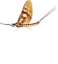 Adult Mayfly