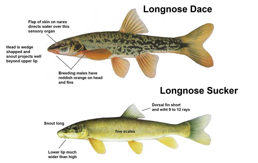 Minnows | CSKT | Division of Fish, Wildlife, Recreation, & Conservation