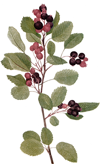 Serviceberry-2